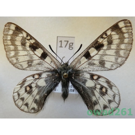 Parnassius simo ssp. miroku Inaoka & Shinkai, 1994 China17g